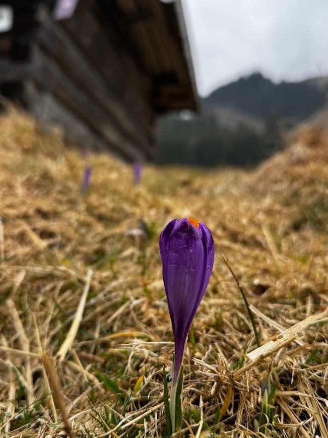 krokus w dolinie chochołowskiej